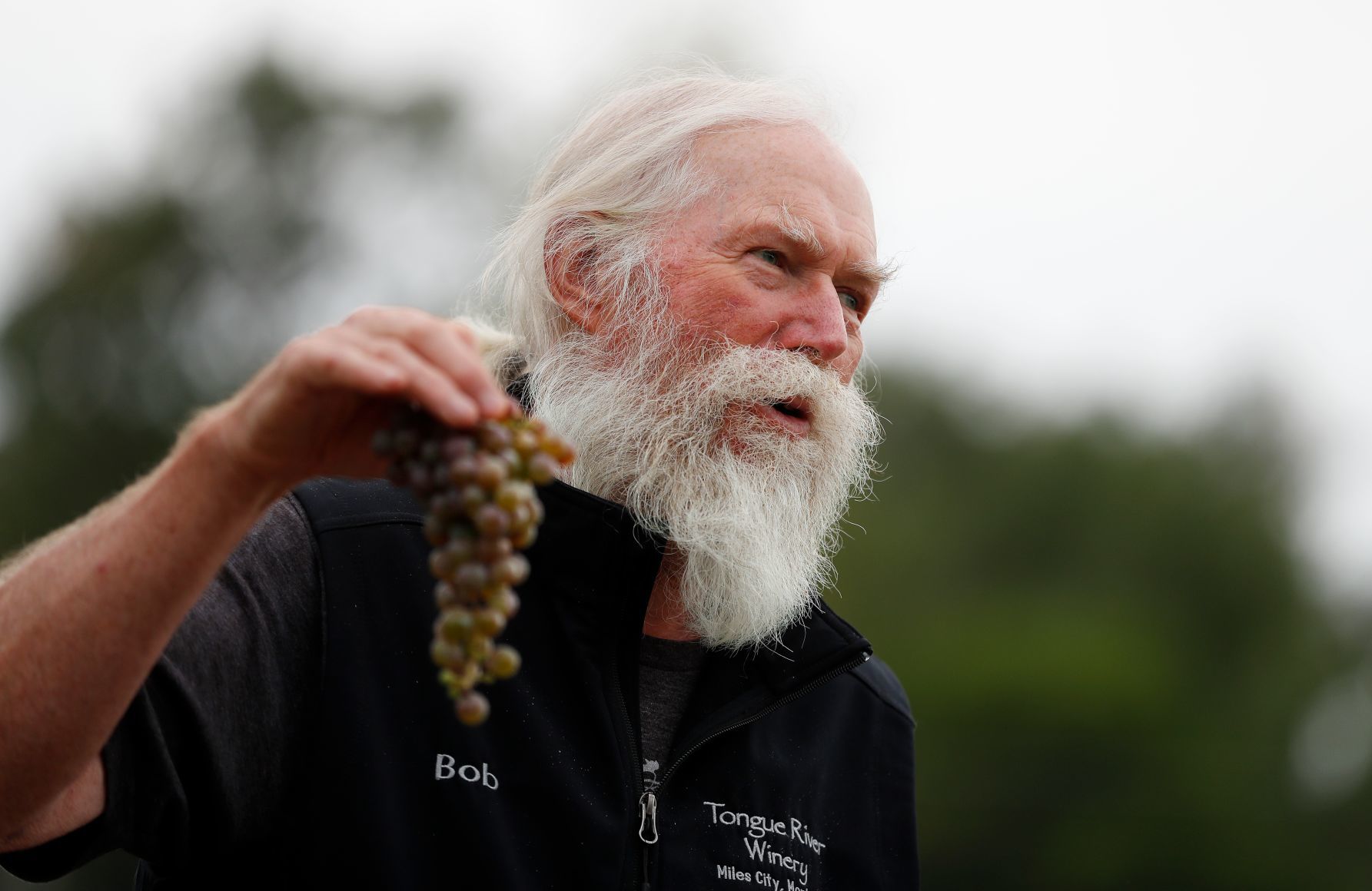 Laurel vineyard